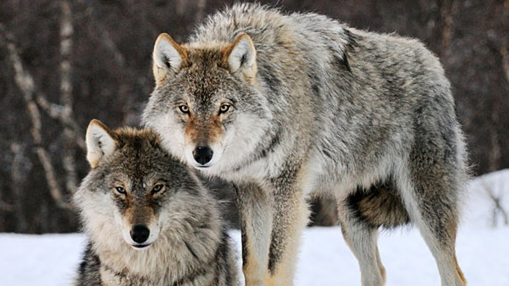 wolves in norway