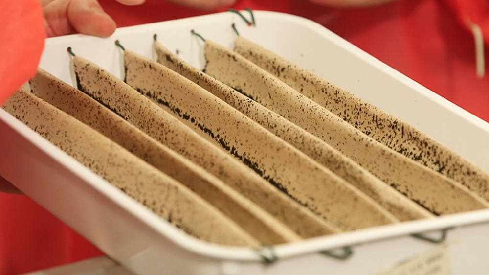 Three days later, the insects will lay genetically modified eggs, which will be shipped around to dengue hotspots to be released in the wild [Al Jazeera]