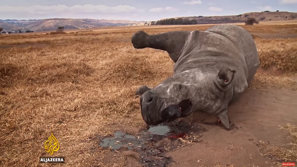 South Africa is home to around 20,000 rhinos, roughly 80 percent of the worldwide population [Al Jazeera]