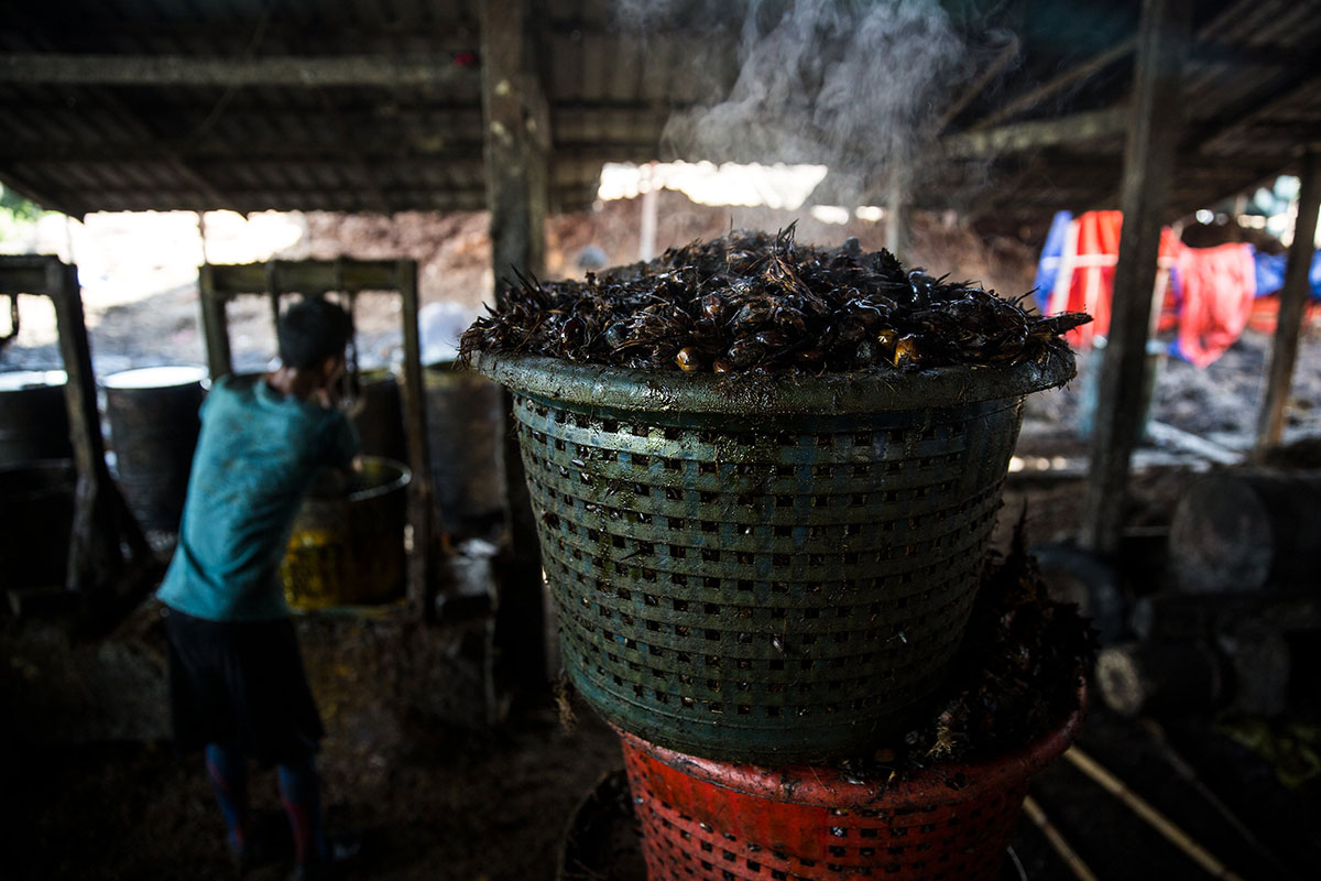 Palm Oil in Myanmar/Please Do Not Use