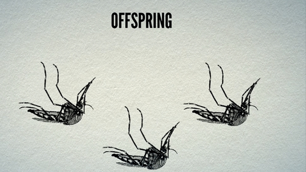 Once a male carrying the deadly gene mates with a female, the offspring will die off [Al Jazeera]