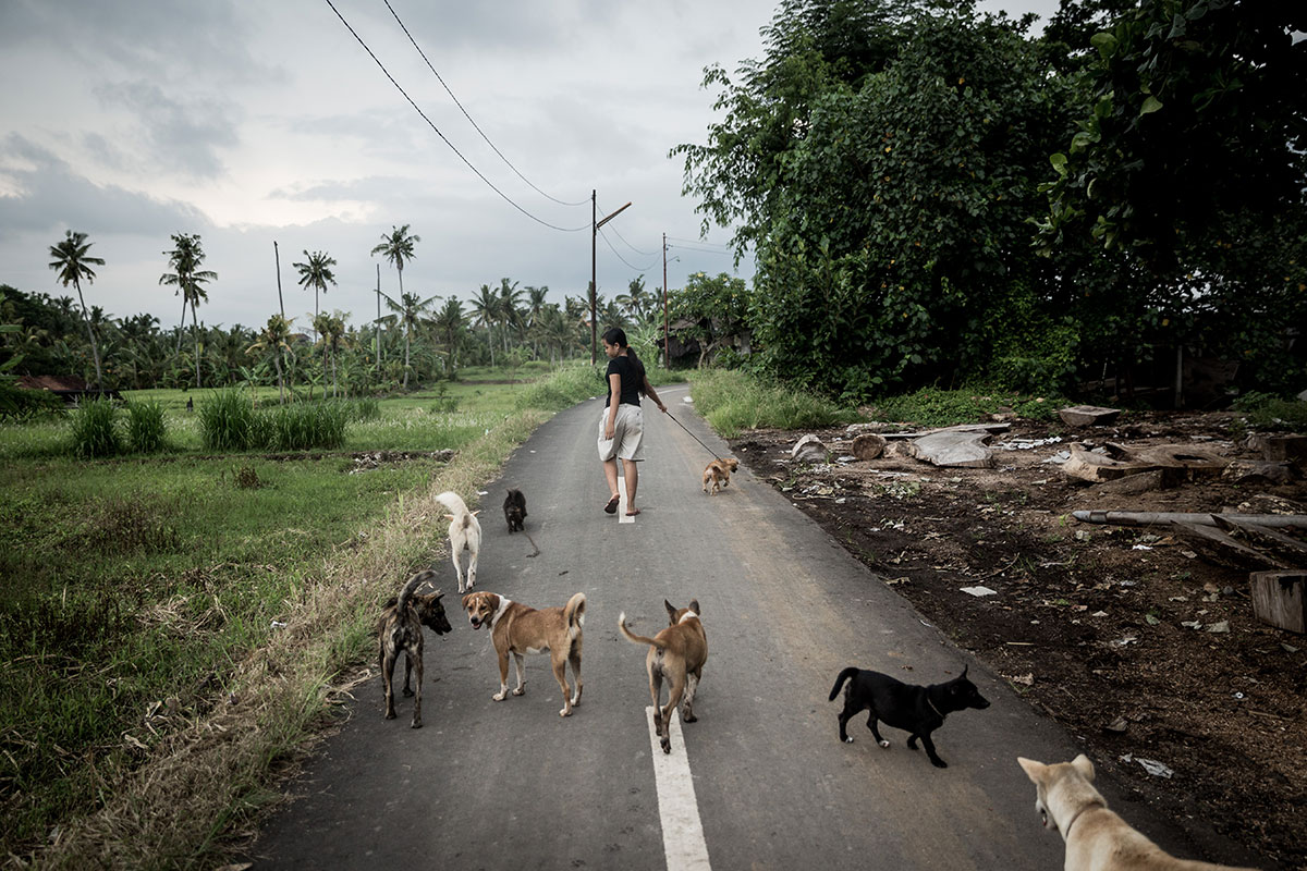 A Solo Balinese Girl Stray Dogs Rescuer/ Please Do Not Use