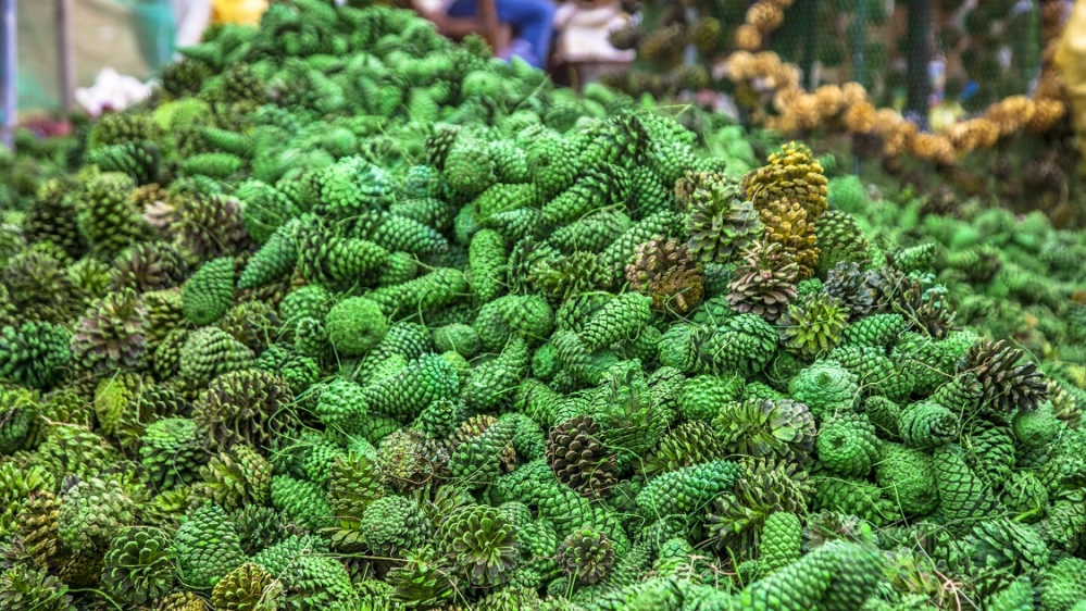 Around one million pine cones will be painted gold, silver, red and blue to adorn the tree [Angelo Samarawickrema /Al Jazeera]