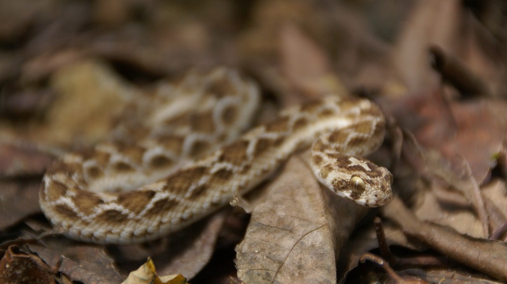 Sri Lanka boasts 92 different species of snakes, but most deaths are attributed to only three - the highly venomous cobra, Russell's viper and krait [Madushan Blair/Al Jazeera]