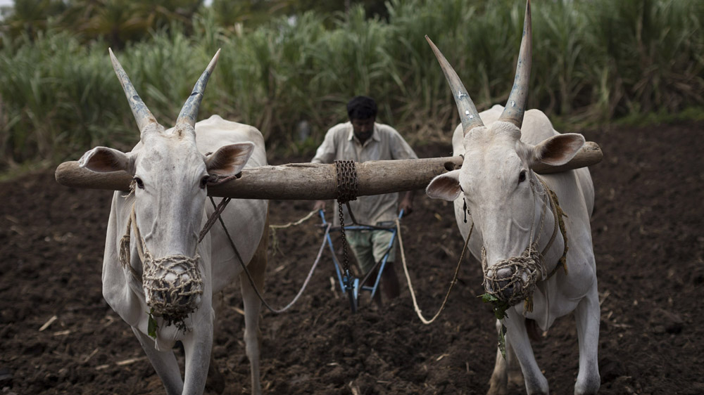 [Janos Chiala/AlJazeera]