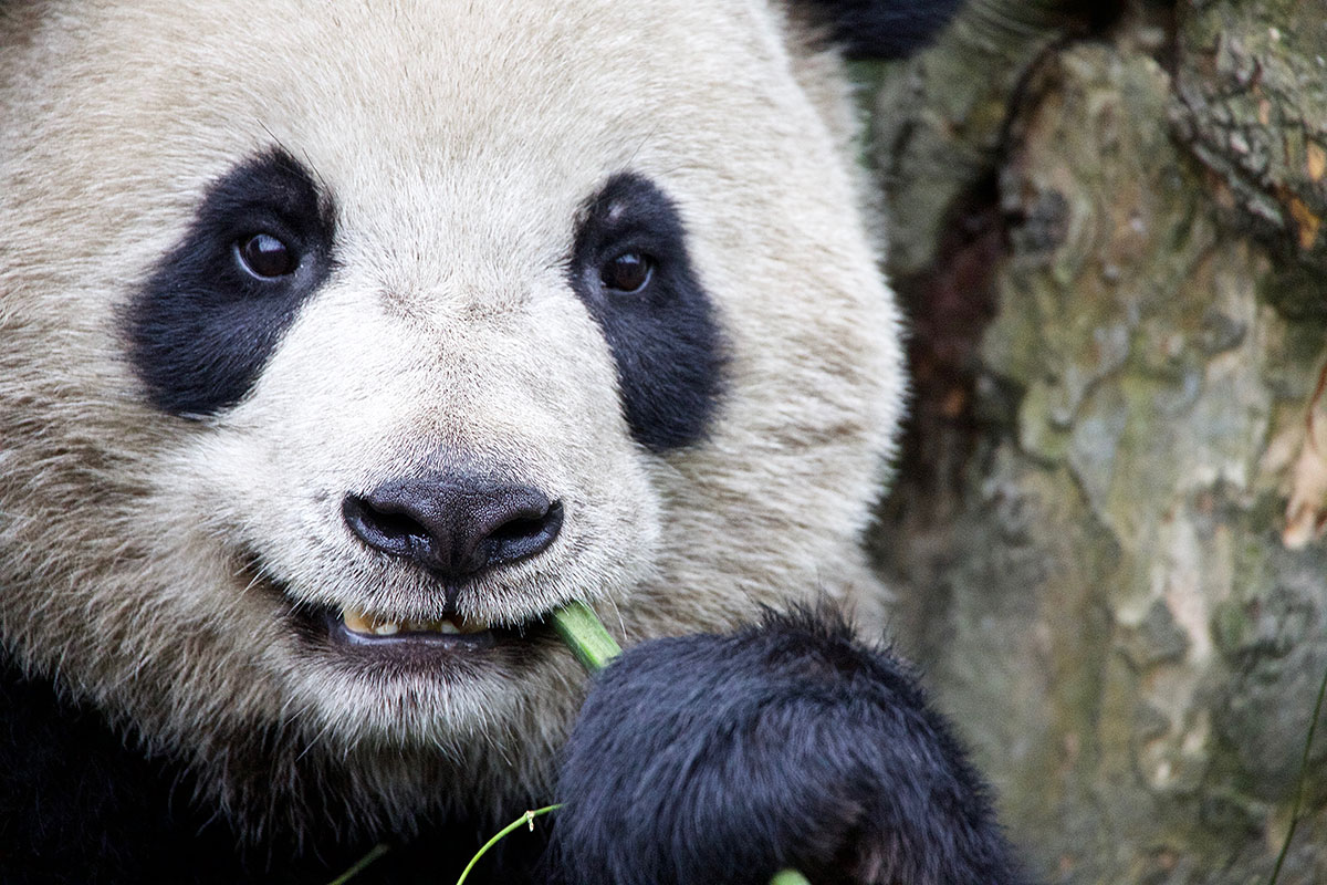 Saving China’s Pandas/Please Do Not Use