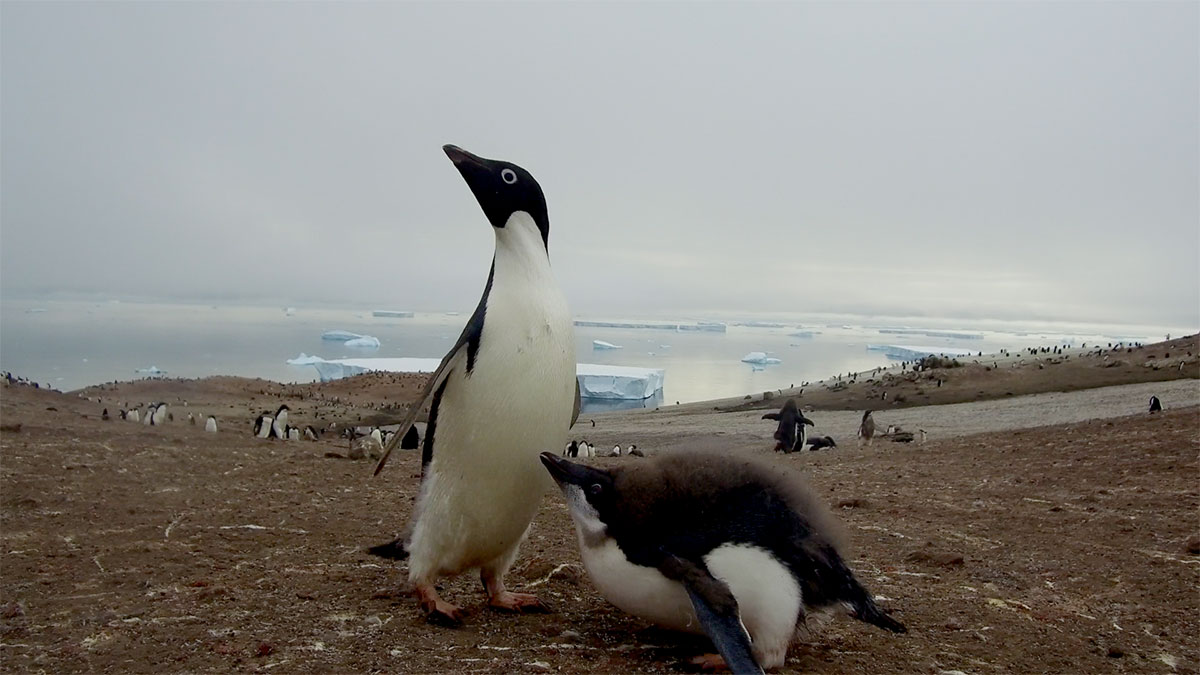 Antarctica Image Gallery