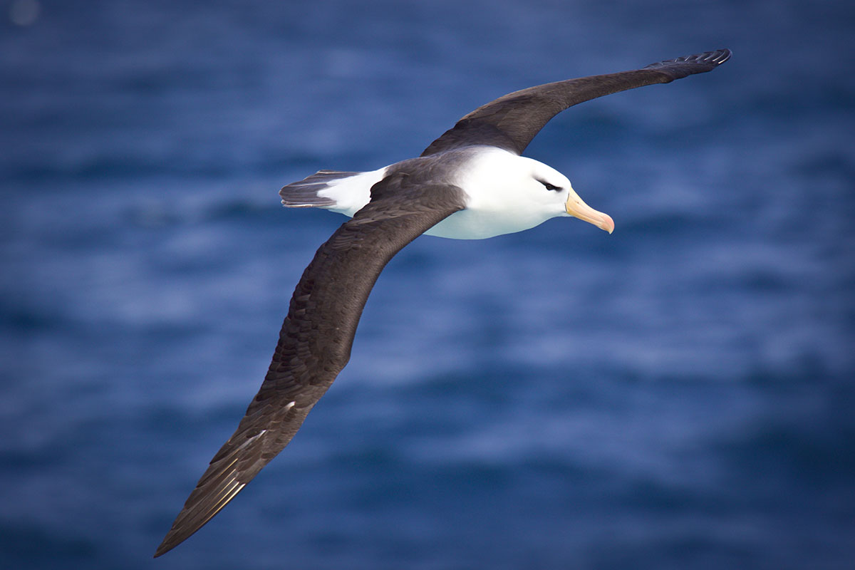 Antarctica Image Gallery