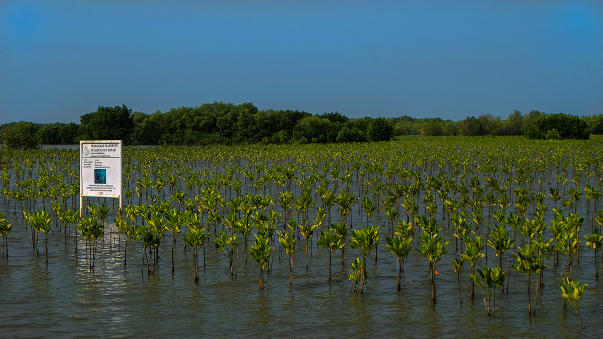 Drowning villages of Jakarta/ Please Do Not Use