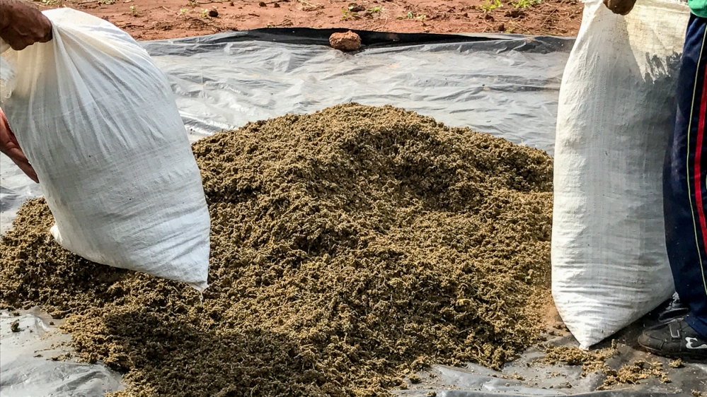 Workers bag freshly dried marijuana [Matias Maxx/Agencia Publica]