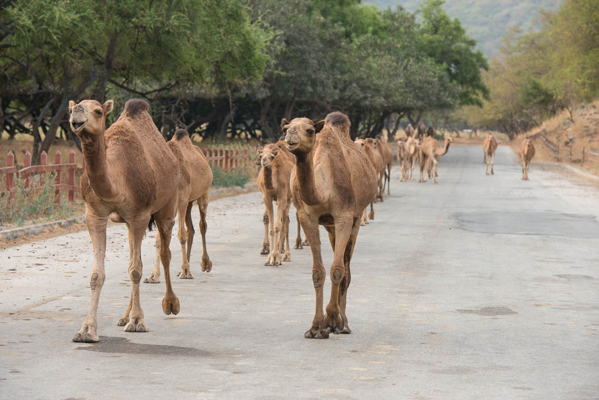 The valley of Wadi Darbat is one of the key tourist draws in the Dhofar region. [Wojtek Arciszewski/Al Jazeera]