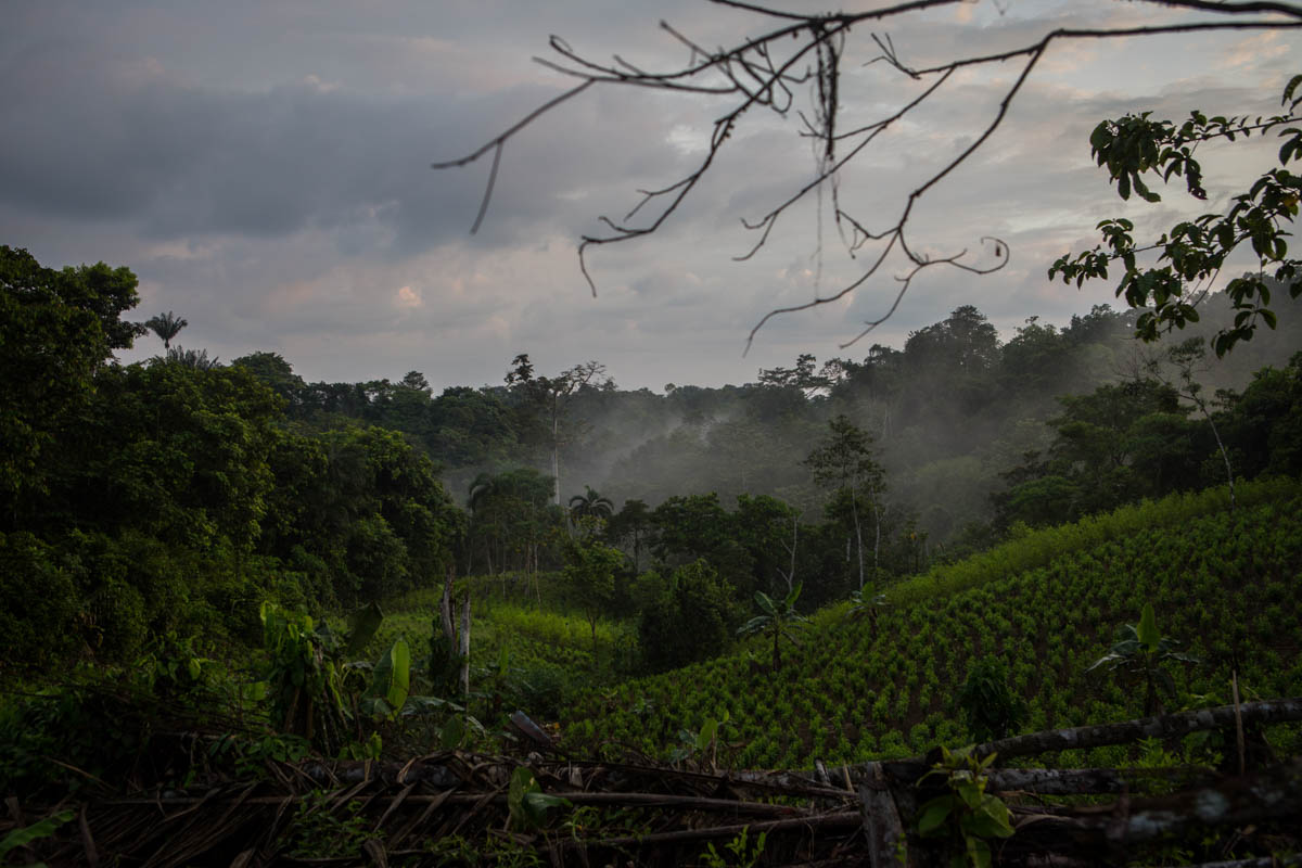 Colombia''s Coca Paradise