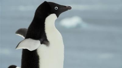Antarctic penguin populations have dropped more than 25 percent on average over the past two decades. [Al Jazeera]