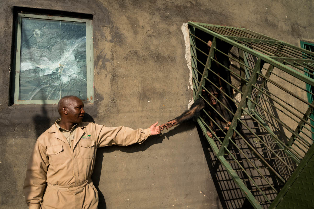 Chimpanzees Without Borders/Please Do Not Use