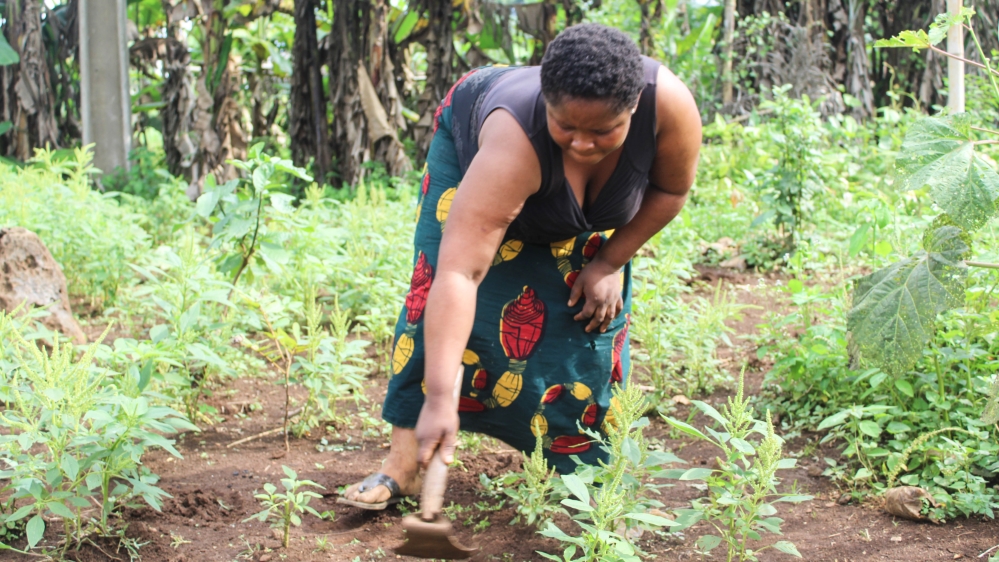 Stella Obi earns a few dollars a day to weed a small vegetable farm to raise money to feed her six children [Linus Unah/Al Jazeera]