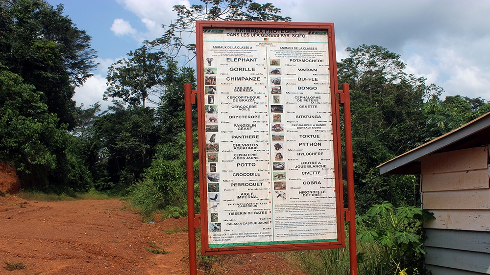 
An obligatory sign post at one of the entrances of the Dja Forest, bearing images and categories of protected wildlife species in logging concessions [Mbom Sixtus /Al Jazeera]
