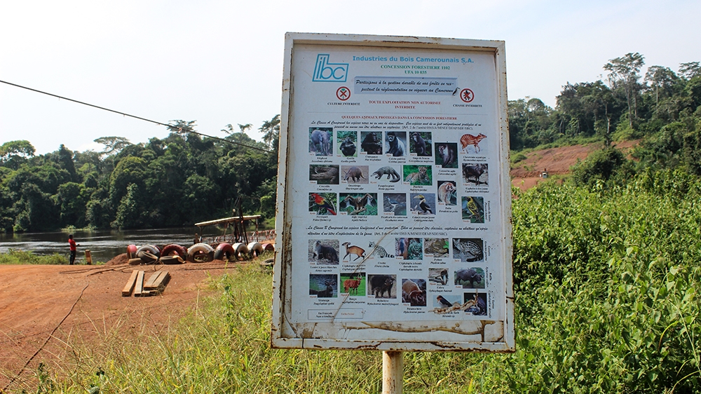 
The concerned rainforest was named after the Dja River, which is a main source of fish for forest people [Mbom Sixtus /Al Jazeera]
