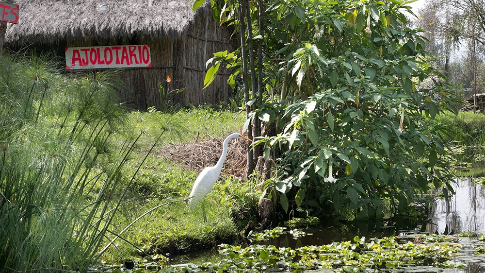 
Building chinampas starts with filling an area with mud from the bottom of the lake and organic matter until the new farmland rises above water level [Paul Biasco/Al Jazeera]
