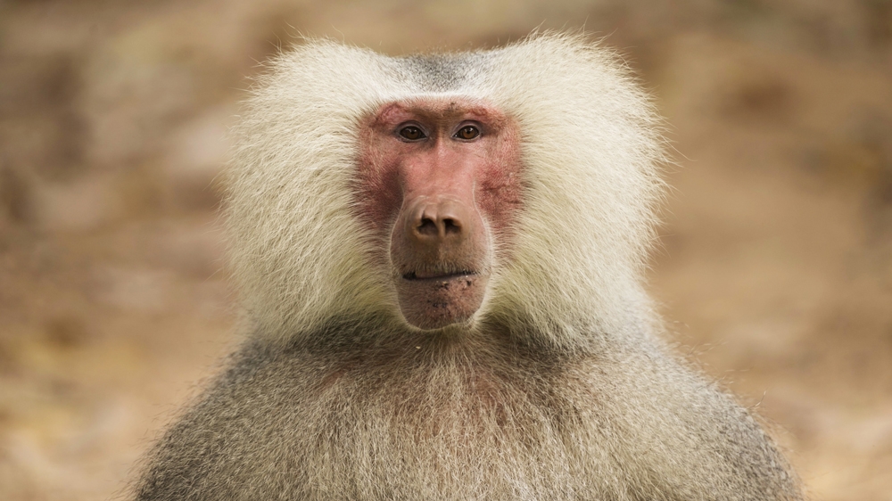 Baboon
