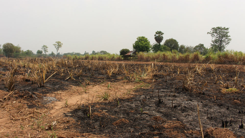 A burned sugarcane field in Issan, northeastern Thailand. Sugarcane is one of the region's main crops alongside rice and cassava [Kate Mayberry/Al Jazeera]