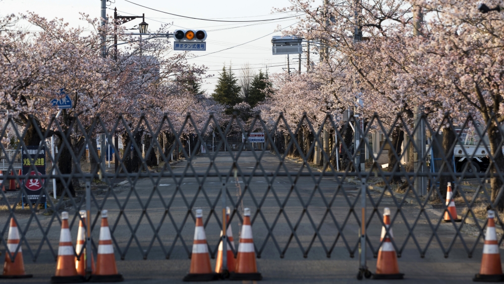 Residents Return To View Cherry Blossom Inside No-go Zone Near Fukushima Nuclear Plant