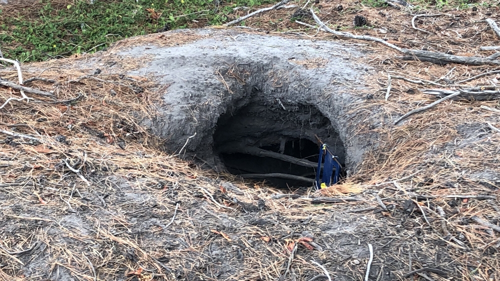 A wombat burrow where microscopic mites thrive, the cause of the mange creating a challenge for Australia's wombats [Margaret Gordon/Al Jazeera]