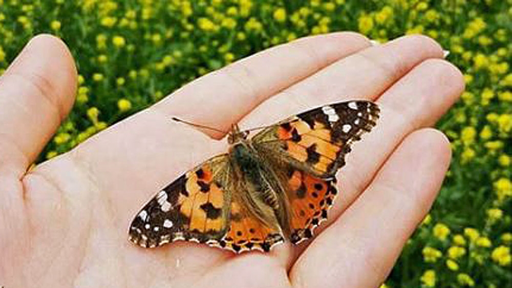 Vanessa cardui, or the painted lady
