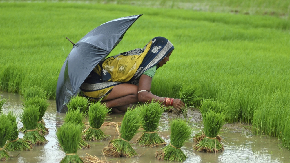 A woman farmer works in a paddy field in the eastern Indian state of Orissa July 25, 2012. Rice is the main summer-sown crop in the country. Sowing is over in 14.46 million hectares compared to 16.13