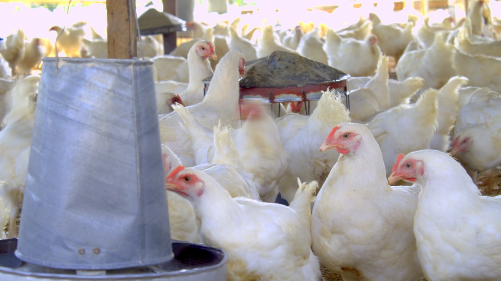 Nigerian Chicken Farmers 4