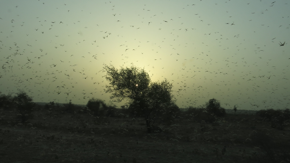 Pakistan locusts