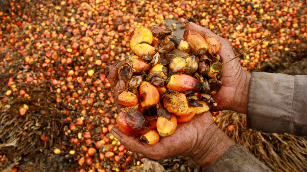 Palm oil fruit - Akbar Tado/Antara Foto/Reuters