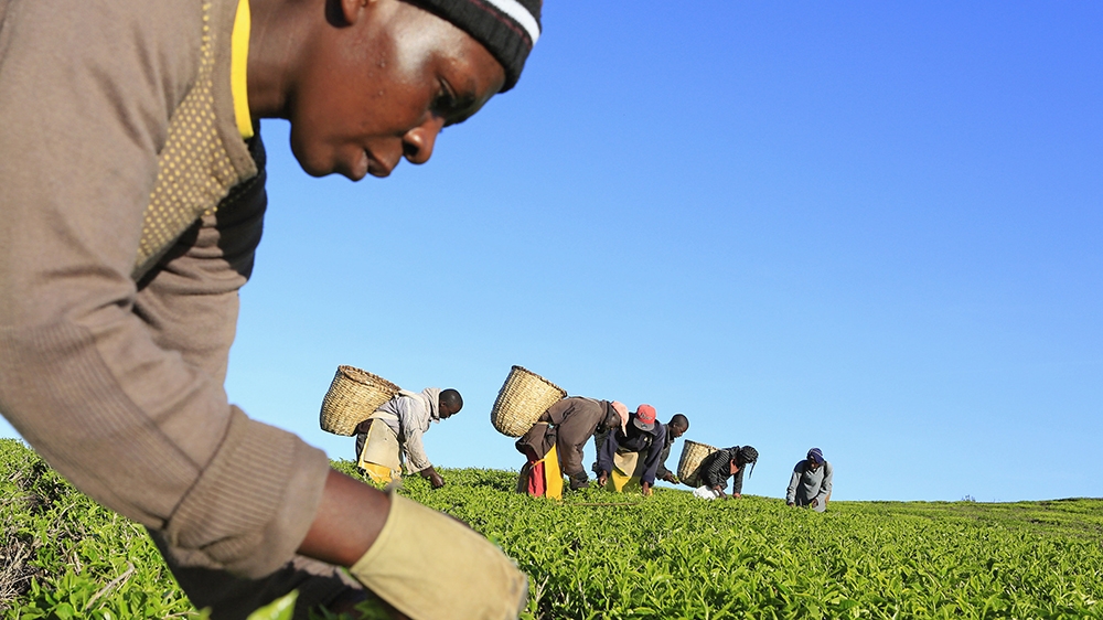 Woman picks tea leaves at a plantation in Nandi Hills, Kenya