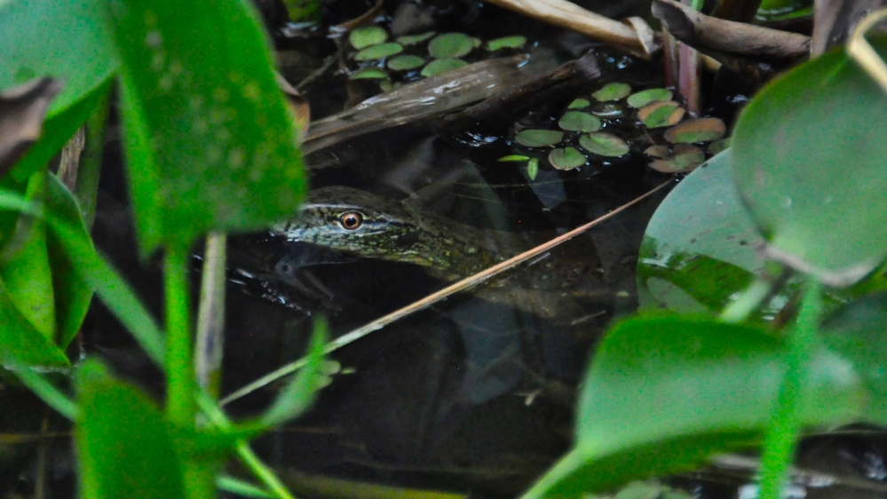 Nick Clark  - French Guiana - Planet SOS