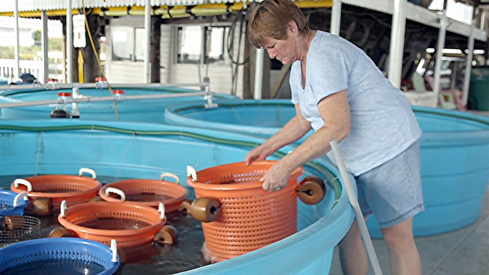 Losing Louisiana - Rewind - DO NOT USE