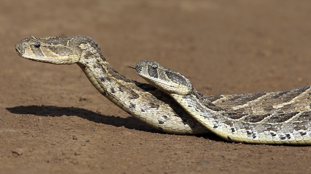 Puff adder