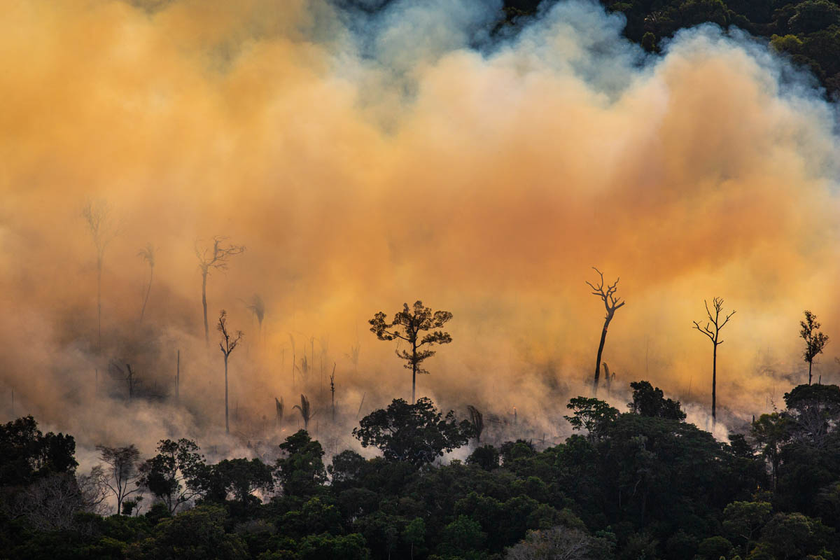 The Brazilian Amazon Rainforest