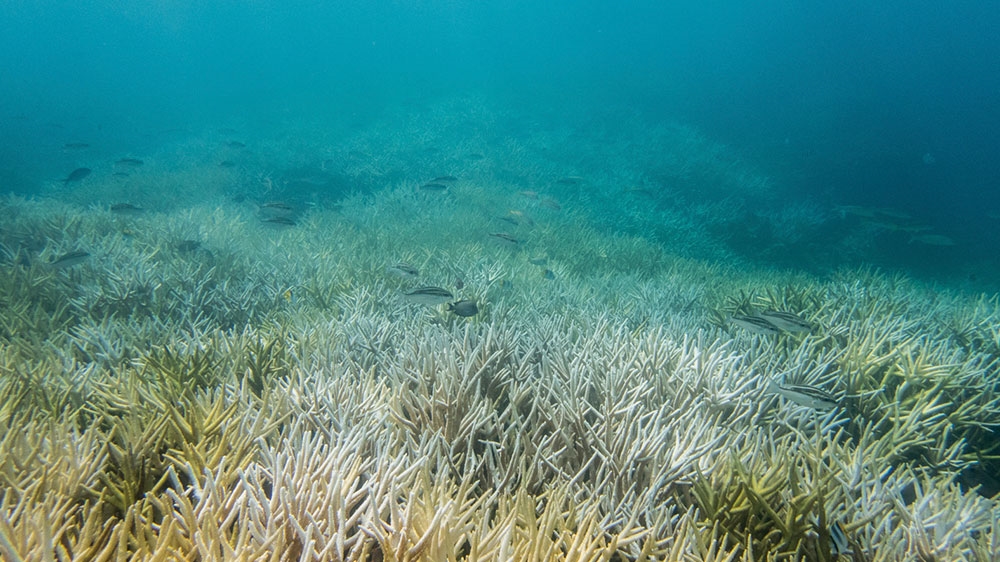 Guam coral bleaching