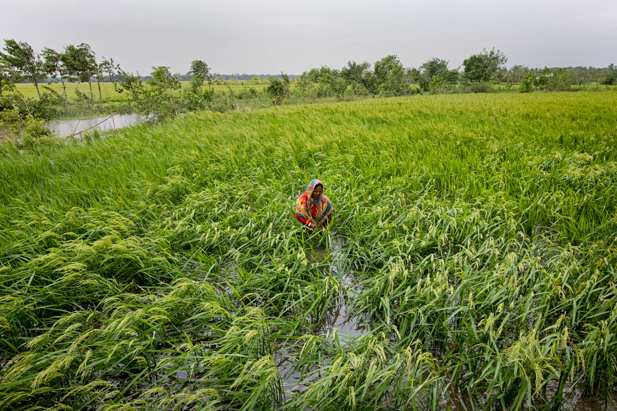Women seen her destroyed crops effect of cyclone Bulbul in Dacope area of Khulna District. Cyclone Bulbul hits Bangladesh and India where Bangladesh damaged 494,200 acres of crops.