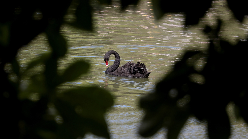 Black Swan
