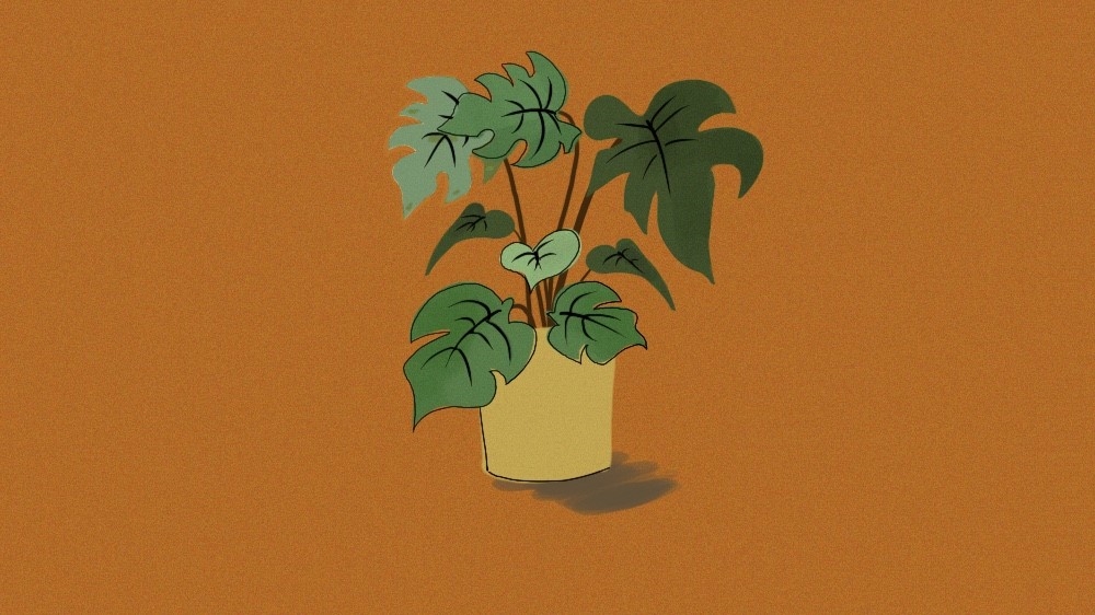 Sympathy plant - Illustration - 1