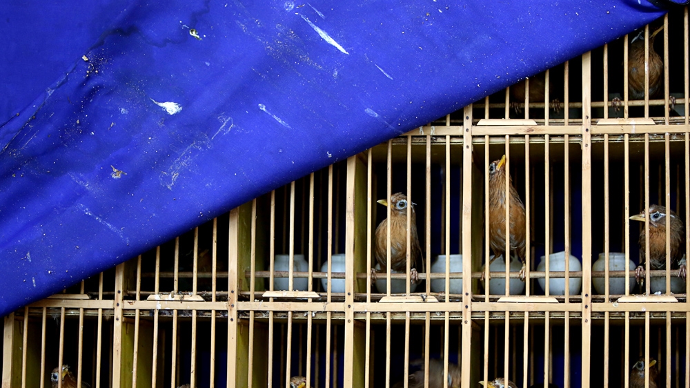 China wildlife trade