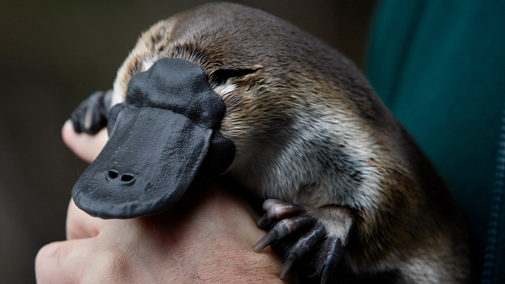 Australia platypus