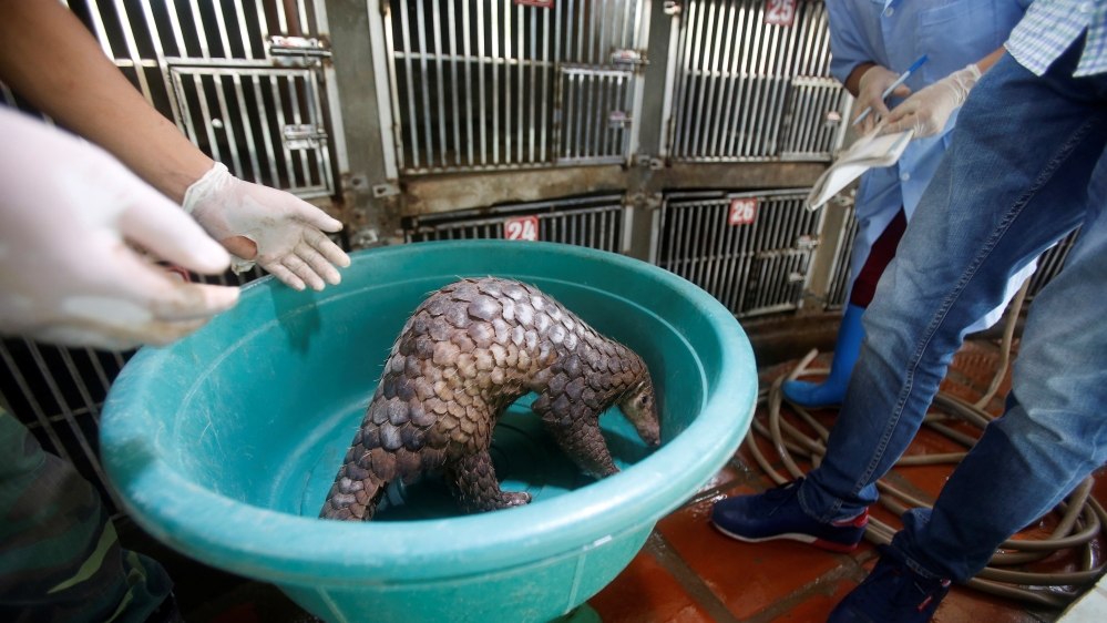Wild animals - Vietnam