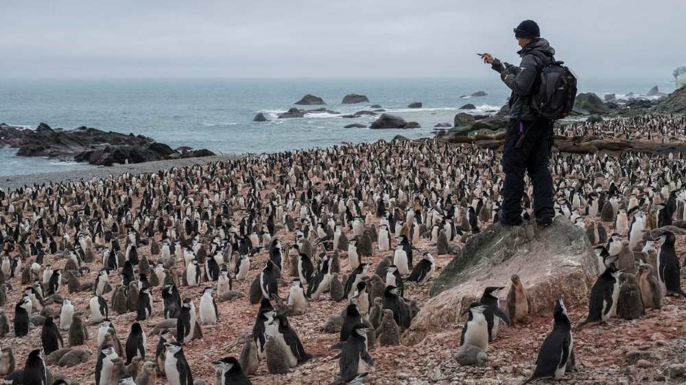 Penguin survey -Greenpeace