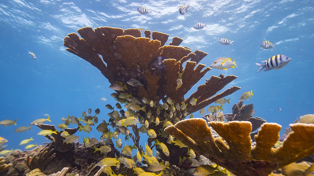 ISLA MUJERES - SEPTEMBER 26: A general view of a school of fish and a sea can in a healthy coral reef off the coast of Isla Mujeres, Mexico on September 26, 2018. Many avid divers come to Isla Mujeres