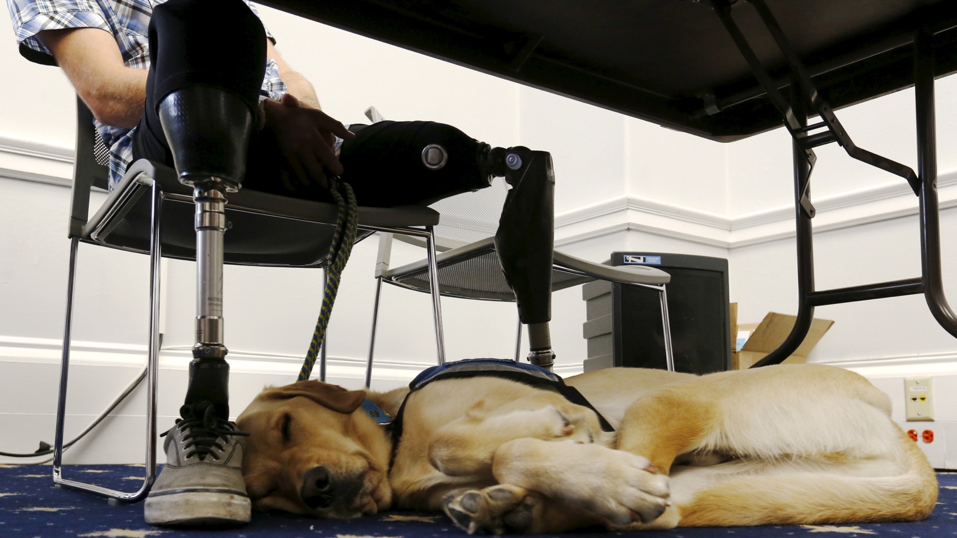 A trained service dog sleeps at the feet of a US soldier who was injured while on duty