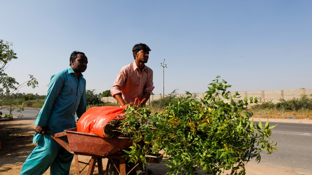 Labourers move a wheelbarrow with bags of plants