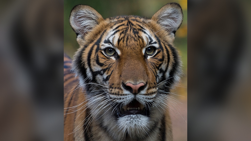 tiger story inside image