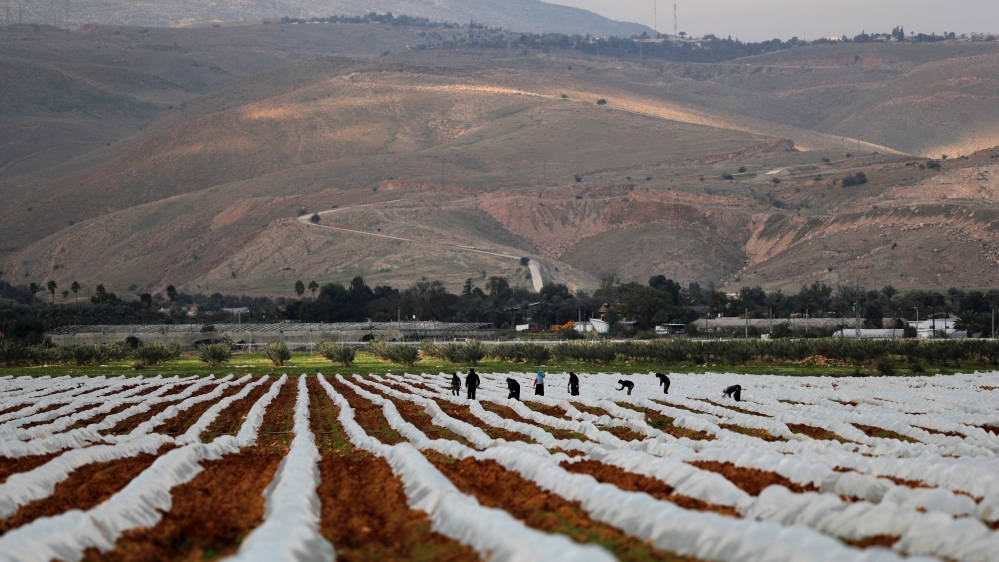 Palestinian farmers work in a field in Jordan Valley in the Israeli-occupied West Bank