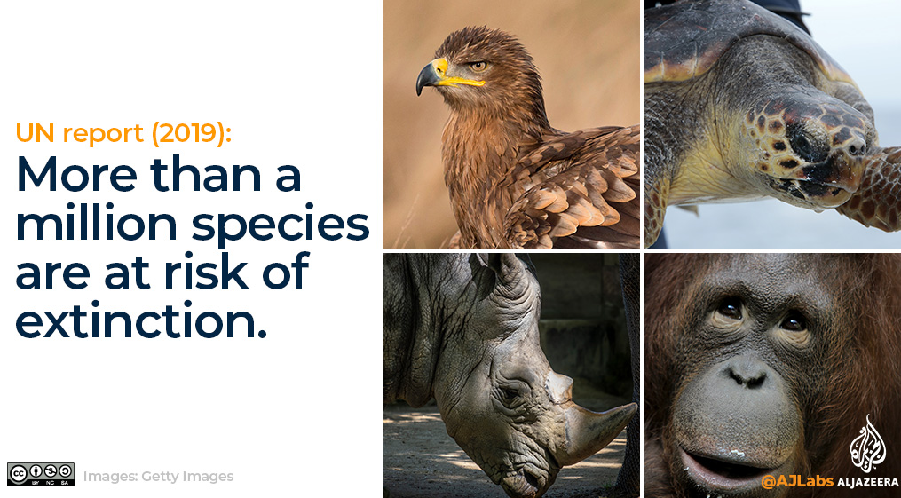 Interactive: Green Read endangered species